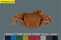 藏品(擬地蟹科)的圖片